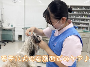 モデル犬の健康を守ります！